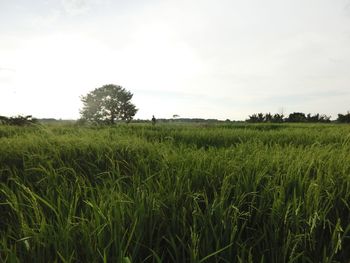 Scenic view of rice field against sky