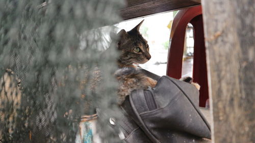 Portrait of cat looking through camera