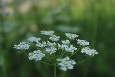 Close-up of white flowering plant