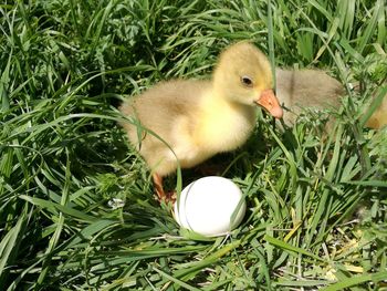 Close-up of bird with egg in grass