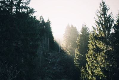 Pine trees in forest against clear sky