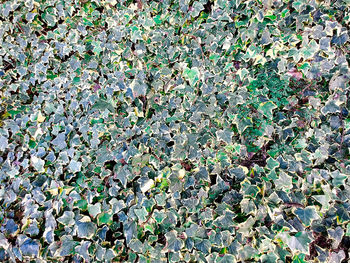 Full frame shot of leaves on field