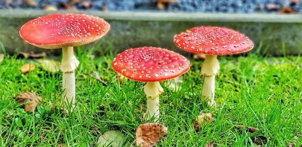 Close-up of fly agaric mushroom on field