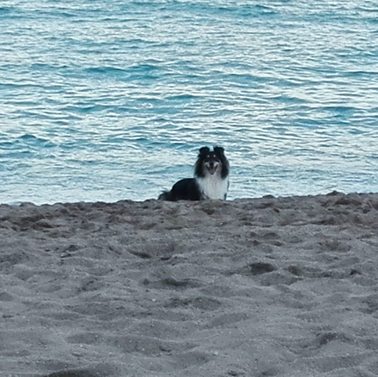 PORTRAIT OF DOG ON SHORE