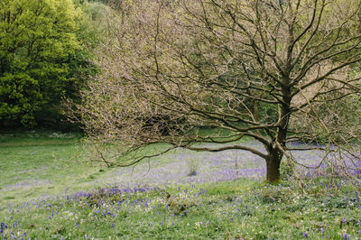 Tree in park