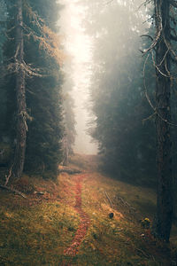 Trees in forest against sky