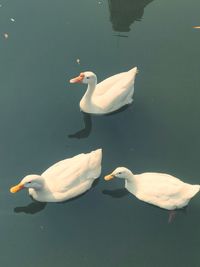 Swans swimming in a lake