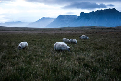 Sheep grazing on field against mountains