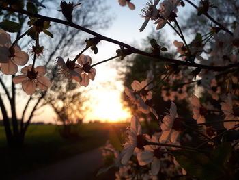 Close-up of cherry blossoms on field during sunset