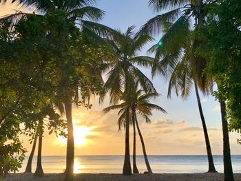 Scenic view of palm trees at beach during sunset