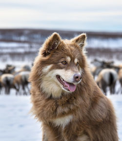 Close-up of a dog