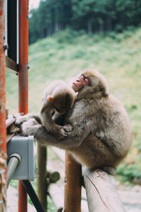 Monkeys on a railing