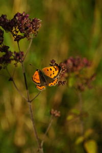 Close-up of butterfly