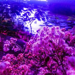 Close-up of coral swimming in sea