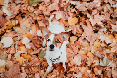 Beautiful black labrador sitting outdoors on brown leaves background, wearing a grey scarf. autumn 