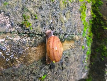 Close-up of lizard on rock