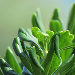 Close-up of succulent plant