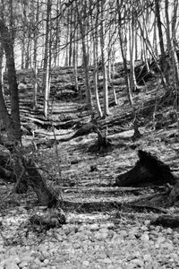 Bare trees in forest