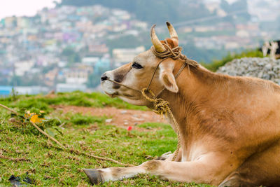 Close-up of tied cow looking away