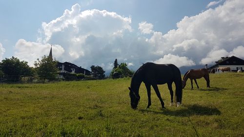 Horses grazing in a field