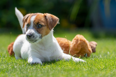 Close-up of dog on grassy field