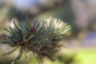 Close-up of fresh flower plant