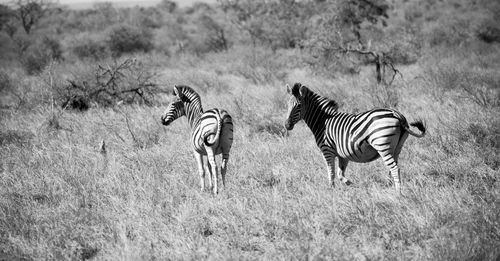 View of zebras and zebra on field