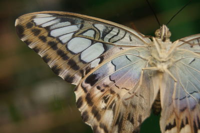 Close-up of butterfly