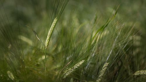 Close-up of grass growing in field