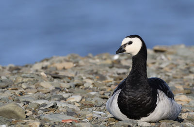 Close-up of duck on rock