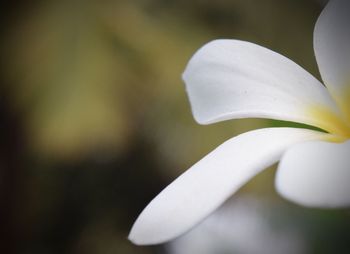 Close-up of white flowers