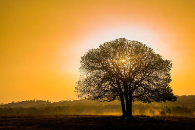 Silhouette trees on field against sky during sunset