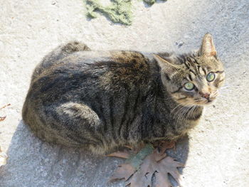 High angle portrait of cat relaxing outdoors