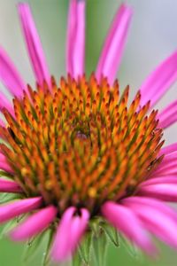 Close-up of pink flower