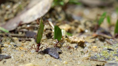 Close-up of insect on beach