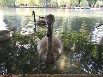 Birds in calm lake