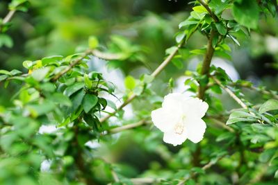 Close-up of white flowering plant