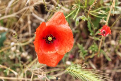 Close-up of red flower on field