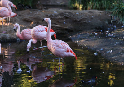 Flamingo in lake