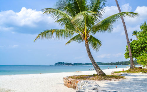 Palm trees on beach
