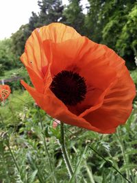 Close-up of red poppy flower