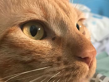 Close-up of cat looking away