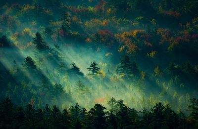 Low angle view of trees against sky