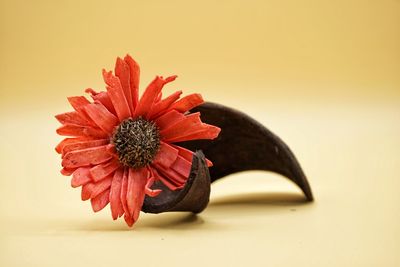 Close-up of red flower on white background