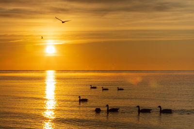 Early morning sunrise with ducks