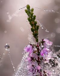 Close-up of wet purple flowering plant