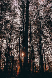 Silhouette trees in forest against sky