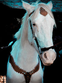 Close-up of horse