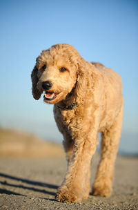 Close-up of dog against sky