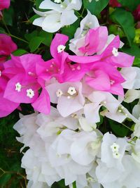 Close-up of pink flowers blooming outdoors